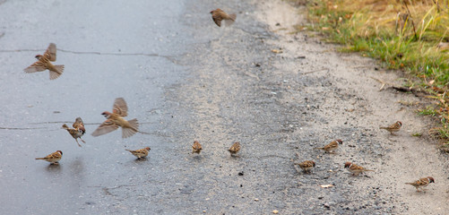 A flock of sparrows on an asphalt road