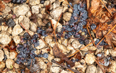 Black grapes on crushed stone in the fall