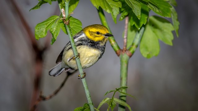 Black Throated Green Warbler