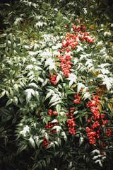 red berries on green bush