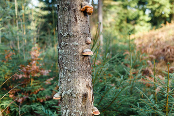 The wonderful landscape of the tree with mushrooms in the green forest