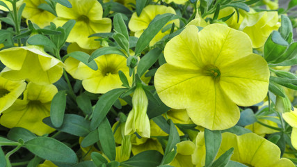 yellow flowers in the garden