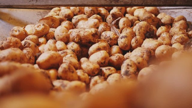 pile of fresh potatoes transported by production line
