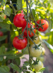 Ripe cherry tomatoes on a plant in the garden