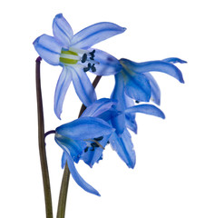 blue scilla isolated on white background. Spring flowers.