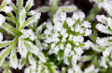 White snowflakes on a green leaf of grass as an abstract background