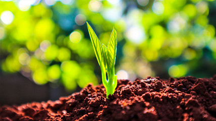 Avocado seedlings growing in the morning sunshine
