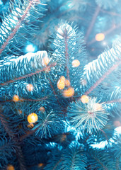 Fototapeta na wymiar Winter christmas background. Blurry pine branches close-up, New Year's blurry lights, snowflakes