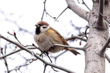 Sparrow on the branches of a tree