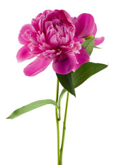 Pink peonies flowers isolated on white background close-up.