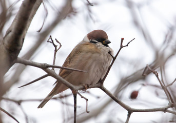 Sparrow on the branches of a tree