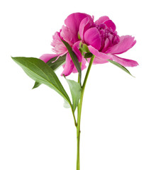 Pink peonies flowers isolated on white background close-up.