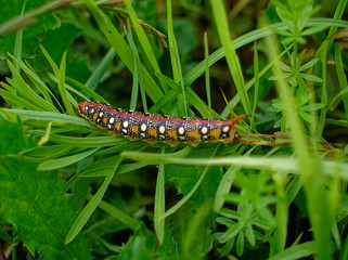 large multicolored horned caterpillar crawling on grass, Russia.