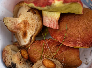 cut mushrooms lie in a bucket, Russia