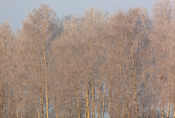 Bare branches of a tree in the snow at dawn in winter