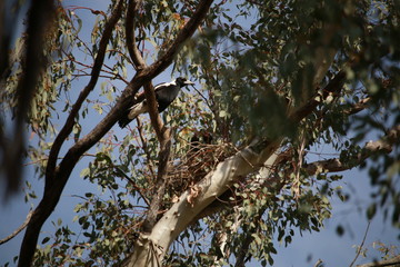 a native Mother Magpie caring for its young in its birds nest built in an Australian gum tree, rural Australia