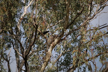 a native Mother Magpie caring for its young in its birds nest built in an Australian gum tree, rural Australia
