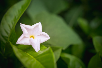 Cape Jasmine flower