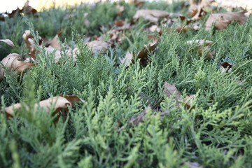 tree leaves in the park