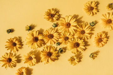 Flat lay yellow daisy flower buds on yellow background. Top view.
