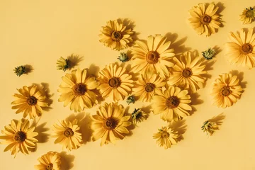 Tuinposter Flat lay yellow daisy flower buds on yellow background. Top view. © Floral Deco