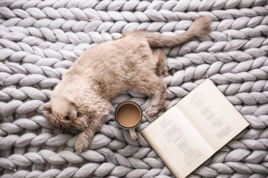 Birman cat, book and cup of drink on knitted blanket at home, above view. Cute pet