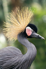 Fototapeta premium Grey crown crane in a natural environment. Wild animal