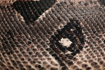 Closeup view of brown boa constrictor. Exotic snake