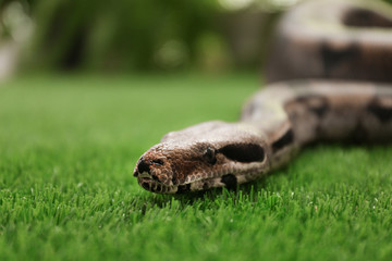 Brown boa constrictor on green grass outdoors
