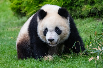 Obraz premium Young giant panda sitting in the grass, portrait