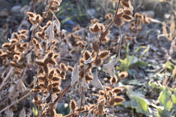 thorny plant in the sunlight