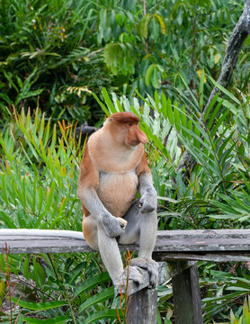 Proboscis Monkey eats food in Borneo, Sandakan, Malaysia.