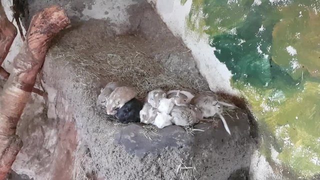 Mongolian gerbil mouses sleeping together