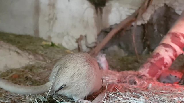 Mongolian gerbil mouses playing and running around