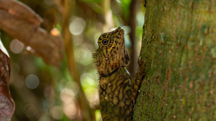 Angle Head Lizard attaches to a tree in Borneo, Malaysia. Close Up