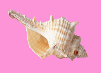Sea shell isolated on a pink background