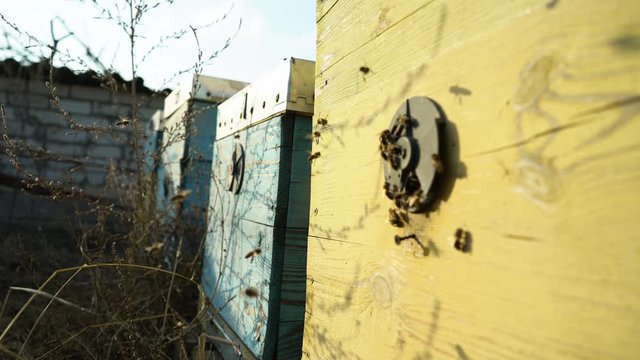 Honey bees near the new entrance of the beehive swarming and flying around their beehive. The bees at the front hive entrance. Bee flying to the hive. Hives in an apiary with working bees. Nectar.