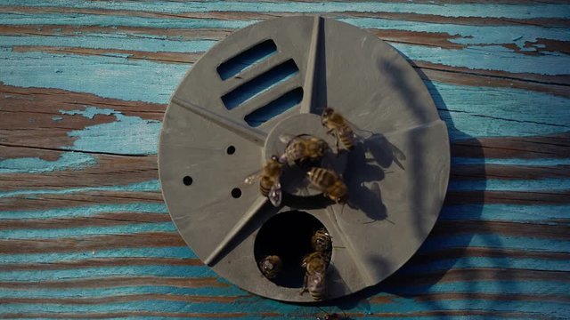 Honey bees near the new entrance of the beehive swarming and flying around their beehive. The bees at the front hive entrance. Bee flying to the hive. Hives in an apiary with working bees. Nectar.