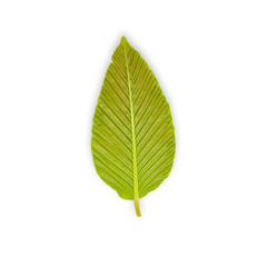 One green leaf on a white background.Clipping Path