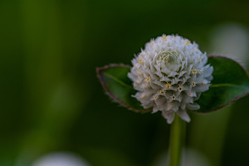 white flower