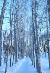 冬の白樺並木	