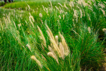 grass on a black background