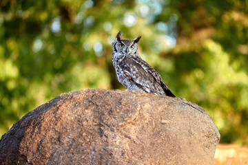 Spotted eagle-owl, Bubo africanus, perched on a granit rock, staring directly at camera by yellow eyes. Wild owl against green background, wildlife photography in Lake Chivero, Zimbabwe.