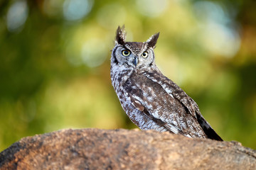 Close-up Spotted eagle-owl, Bubo africanus, isolated on a granit rock, staring directly at camera by yellow eyes. Wild owl against green background, wildlife photography in Lake Chivero, Zimbabwe.