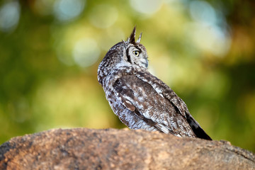 Close up Spotted eagle-owl, Bubo africanus, isolated on a granit rock, side view. Wild owl against green background, wildlife photography in Lake Chivero, close to Harare, Zimbabwe.