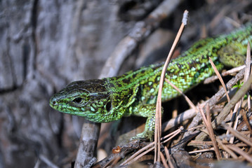 Emerald green lizard on ground with dry pine needles, macro close up detail, soft blurry bokeh...