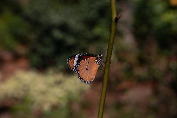 butterfly on branch 