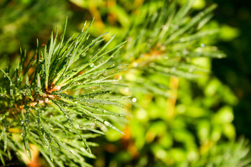 Christmas tree branch in sunlight with water drops