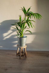 Kentia palm or howea forsteriana in apartment against white wall. Scandinavian style or interior.