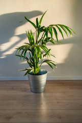 Kentia palm or howea forsteriana in apartment against white wall. Scandinavian style or interior.